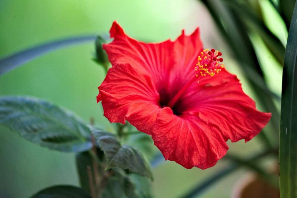 Cómo tomar hibisco y sus beneficios